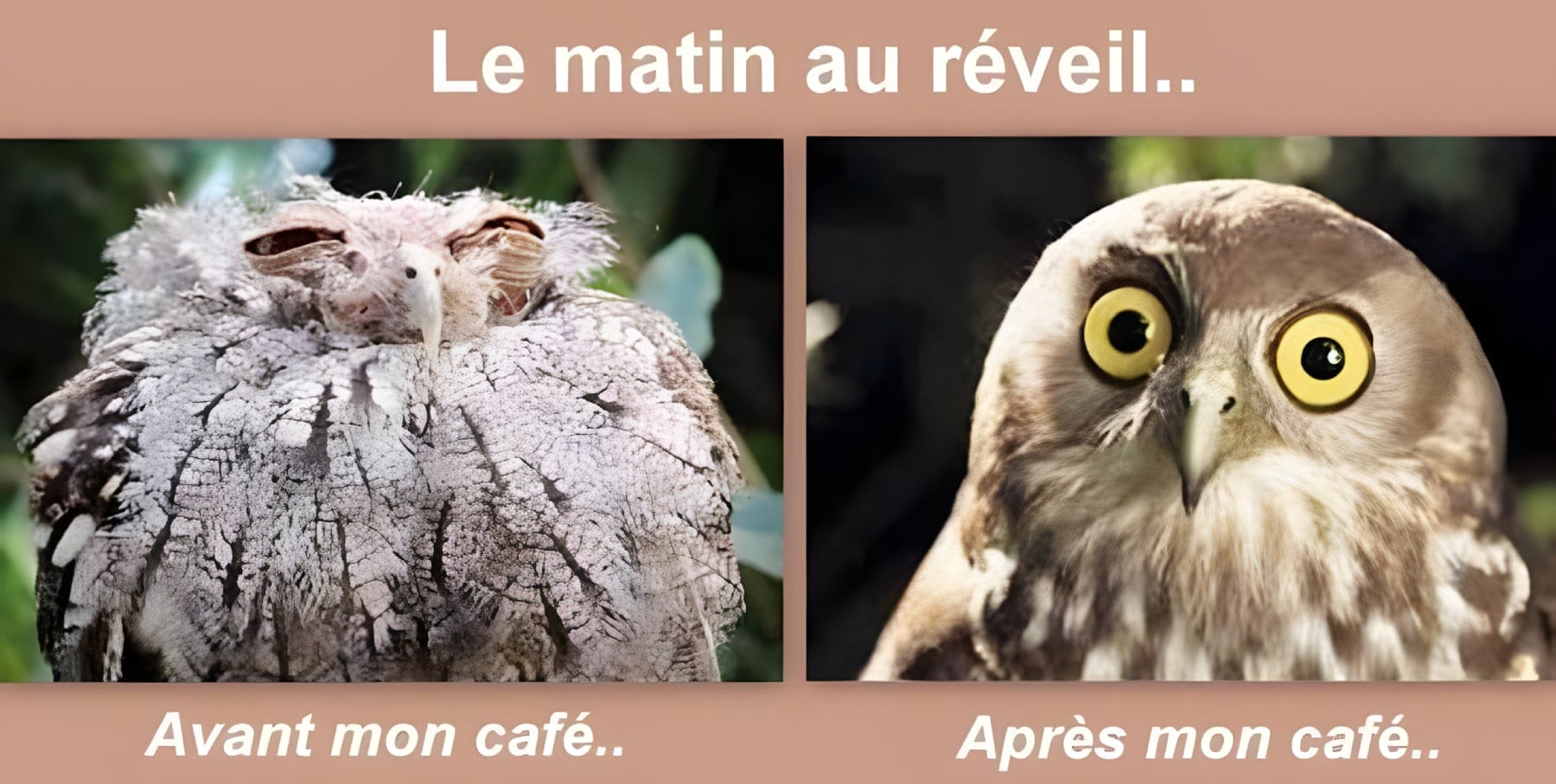 Le matin au réveil... Avant mon café... Après mon café