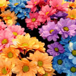 Fleurs Fleurs