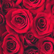 Roses Roses