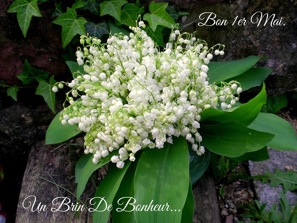 Un bouquet de muguet symbolisant le bonheur pour célébrer le 1er mai.