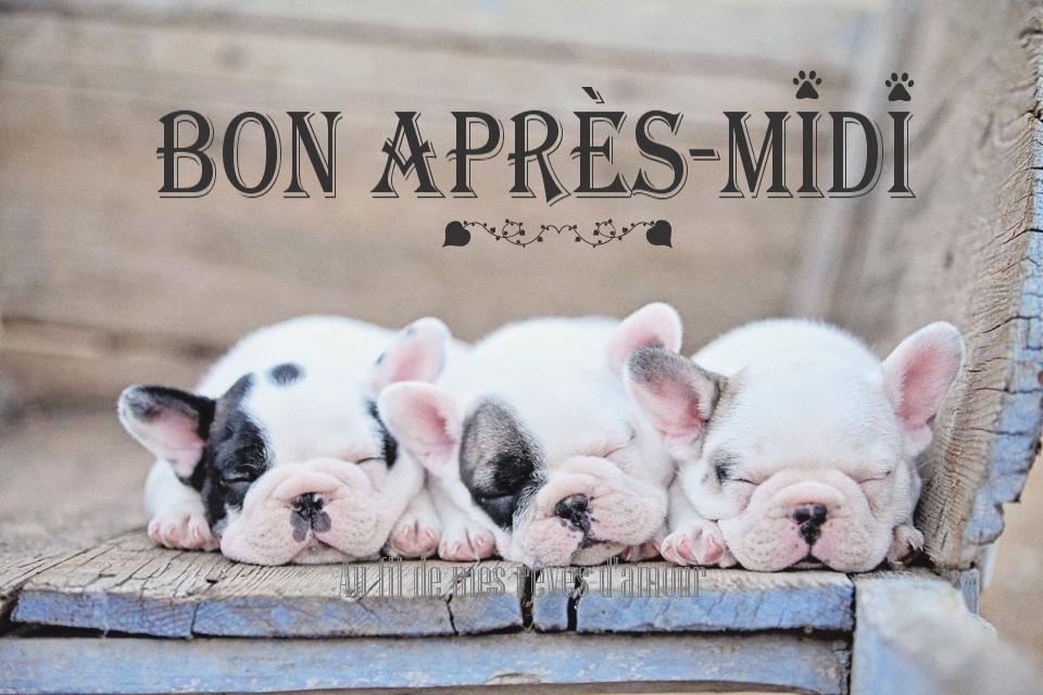 Bon Apr s midi Image 4924 BonnesImages