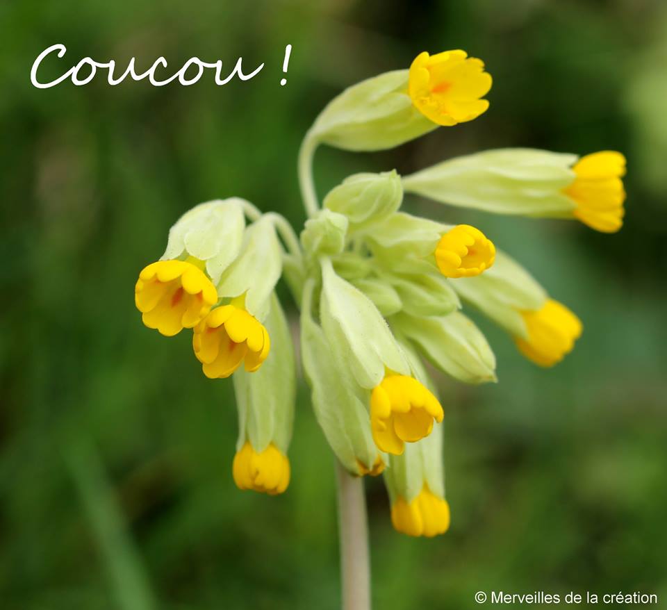 Une magnifique primevère dévoile ses fleurs jaunes éclatantes. Un véritable éclat de couleur dans la nature!