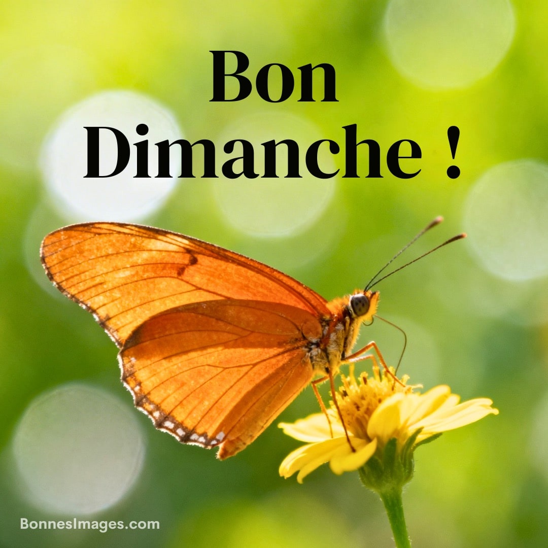 Papillon orange posé sur une fleur jaune avec texte 'Bon Dimanche !' sur fond vert flou