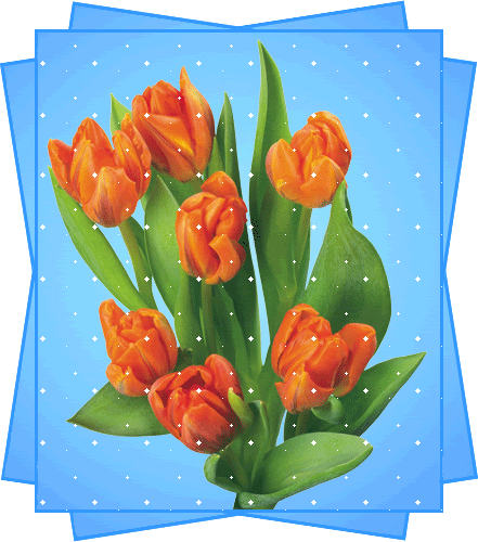 Tulipes qui scintillent