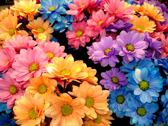 Fleurs colorées