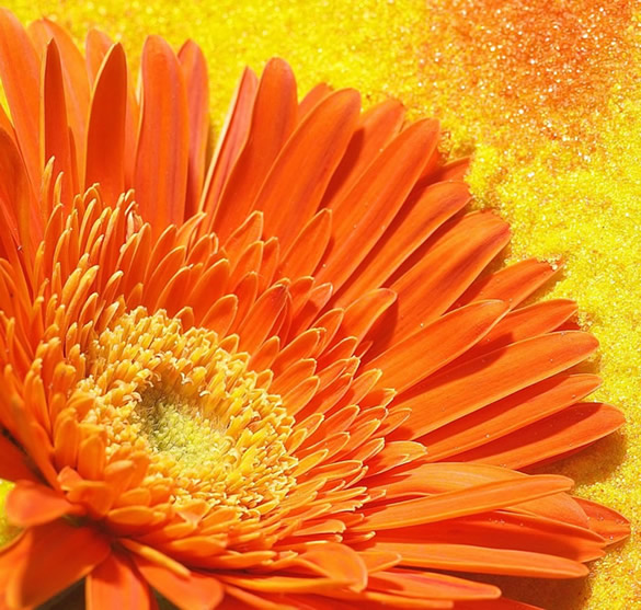 Fleur orange