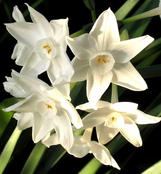 Délicates fleurs blanches