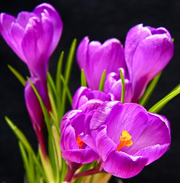 Crocus violets