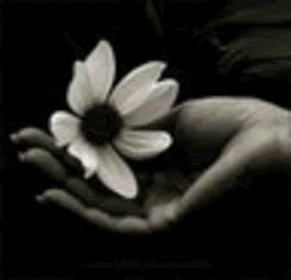Fleur fragile dans une main
