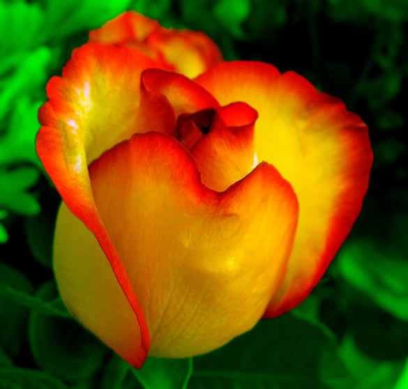 Rose flamboyante