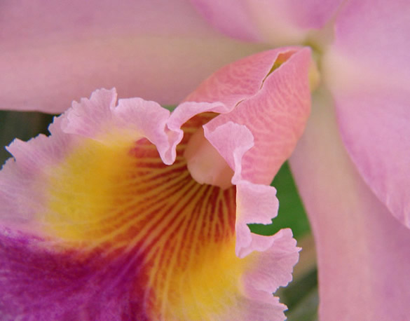 Délicate orchidée