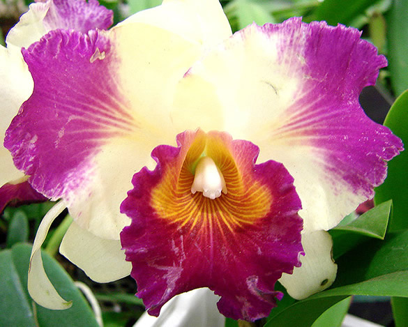 Orchidée blanche et violette