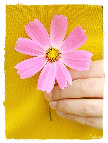 Grosse fleur rose dans une main