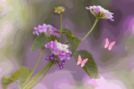Fleurs mauves et papillons