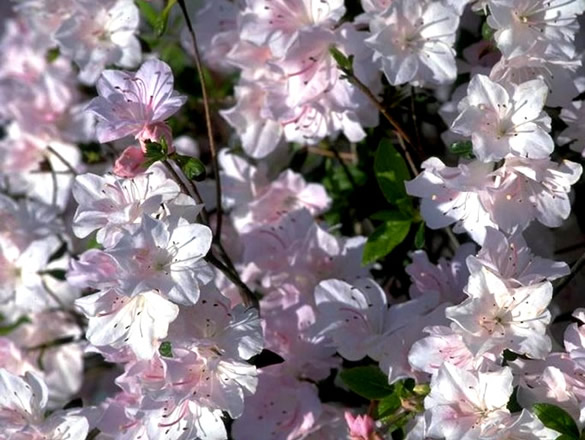 Fleurs de pommier