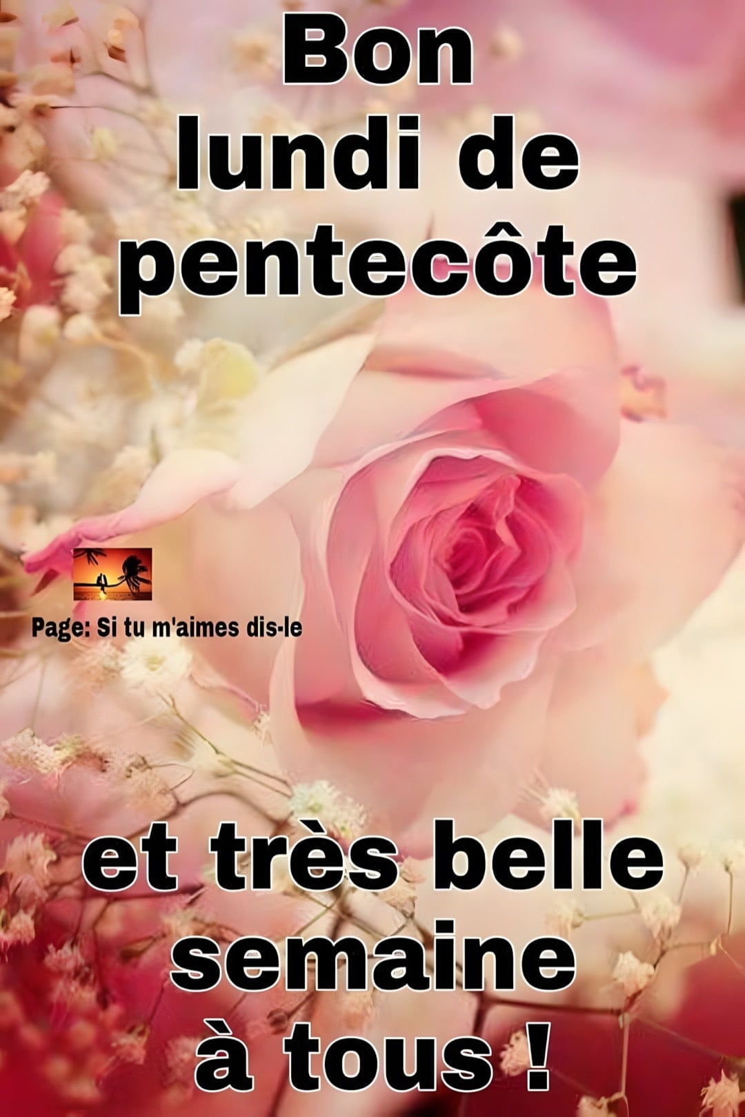 Des roses délicates évoquant la douceur du lundi de Pentecôte.