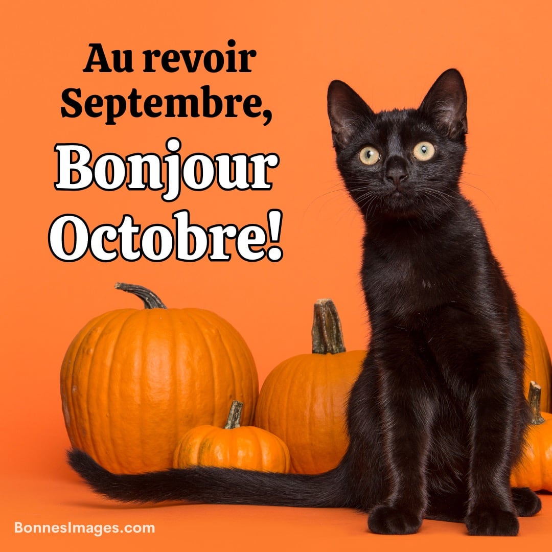 Chat noir et citrouilles sur fond orange, message: «Au revoir septembre, bonjour octobre!»