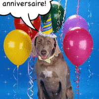 Un chien prêt pour sa fête surprise, entouré de ballons colorés et coiffé d'un chapeau festif.