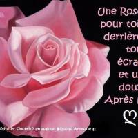 Une rose pour toi...