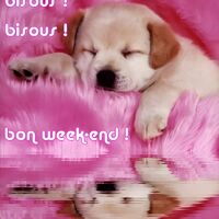 Un chiot adorable dort paisiblement sur une couverture rose. Reposez-vous bien ce week-end !
