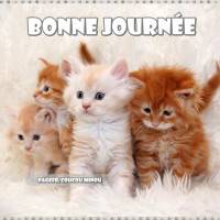 Quatre chatons adorables posent ensemble sur une douce couverture blanche.