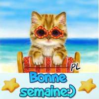 Un chaton stylé avec des lunettes de soleil sur la plage souhaite une bonne semaine.