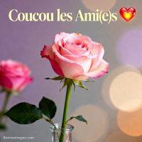Rose rose en gros plan dans un vase, avec le texte « Coucou les ami(e)s » et un cœur lumineux en haut