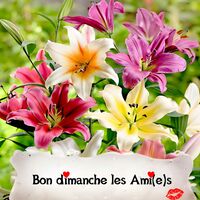 Un bouquet de lys colorés illuminant la journée.
