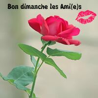 Une rose rouge éclatante symbolise l'affection et la beauté d'un dimanche tranquille.