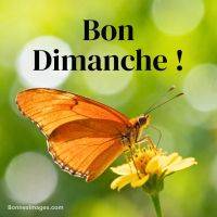 Papillon orange posé sur une fleur jaune avec texte 'Bon Dimanche !' sur fond vert flou