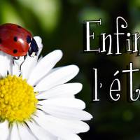 Une coccinelle se pose délicatement sur une marguerite en pleine floraison.