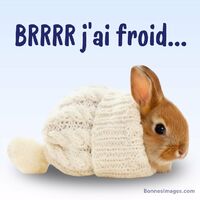 Ce petit lapin cherche à se réchauffer dans son pull douillet. Le froid se fait sentir !