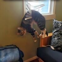 Un chat espiègle coincé dans les stores après une tentative de chasse ratée. Qui aurait cru que la chasse aux mouches serait si épuisante ?