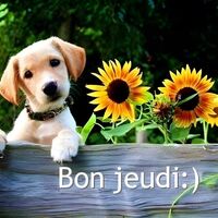 Un chiot curieux se penche sur une clôture en bois à côté de tournesols colorés.