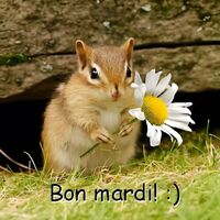 Un petit écureuil tient une marguerite en se tenant sur l'herbe.