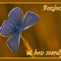 Un papillon bleu repose délicatement sur un brin d’herbe, illuminé par une douce lumière dorée.