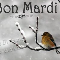 Un oiseau se repose sur une branche enneigée par une journée d'hiver calme. Que cette journée de mardi vous apporte paix et sérénité.