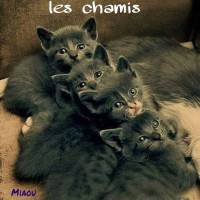 Un adorable groupe de chatons se blottit pour une photo chaleureuse.