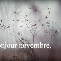 Un matin brumeux révèle la délicate silhouette des plantes en fin d'automne.