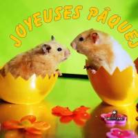 Deux hamsters adorables célèbrent Pâques dans des coquilles d'œufs colorées.