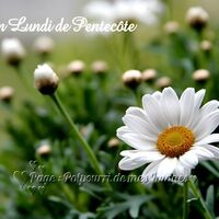 La fraîcheur d'une pâquerette éclatante, symbole de renouveau et de paix en ce jour de Pentecôte.