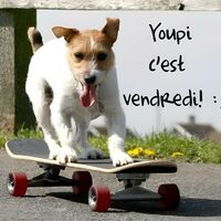 Un chien joueur fait du skateboard avec enthousiasme sous un ciel clair. Il est plein d'énergie sur le trottoir.