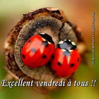 Deux coccinelles se reposent ensemble sur un morceau de bois.