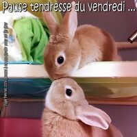 Deux petits lapins se font un bisou nez à nez, tout en douceur. Un moment de tendresse qui illumine la journée.