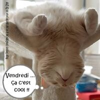 Un chat se détend la tête à l'envers sur son arbre à chat. Un moment de pure relaxation.