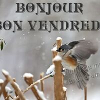 Un oiseau gracieux se pose délicatement sur une branche enneigée, créant une atmosphère paisible en ce matin d'hiver.