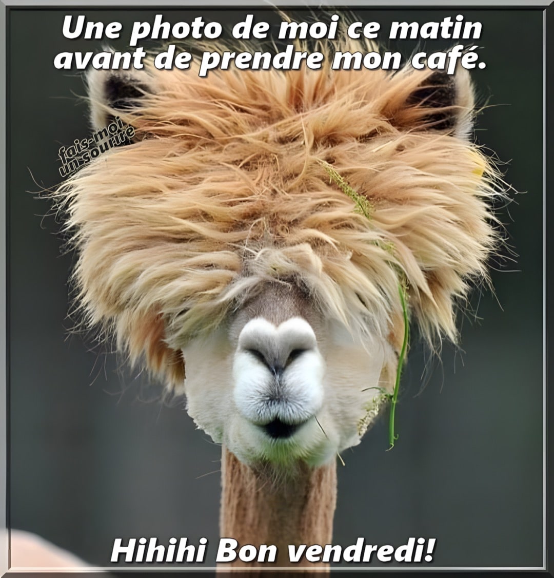 Image Humour Bonjour Vendredi Humourew Image Humour Bonjour Vendredi Humourew